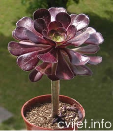 Drvenoliki eonijum - Aeonium arboreum